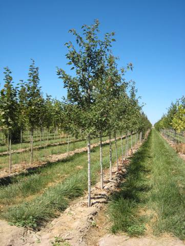 glen maple sienna grown varieties